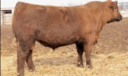 Red Angus Semen For Sale:  SB10-4811