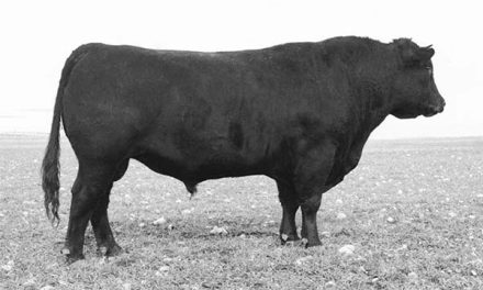 Angus Semen For Sale: SB10-4854