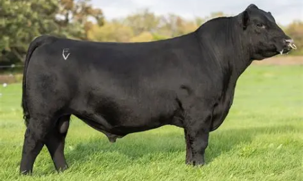 Angus Semen For Sale:  SB10-4847