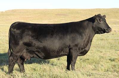 Angus Embryos For Sale:  SB10-4835