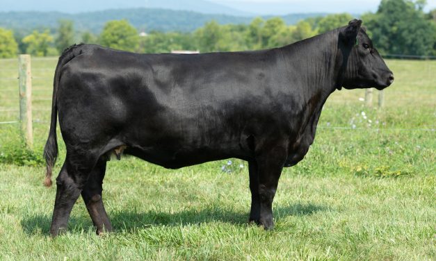 Sim Angus Embryos For Sale:  SB10-4850