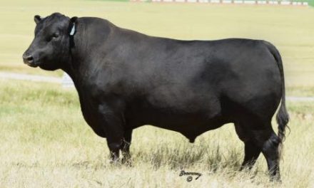 Angus Semen Wanted:  SB10-4872