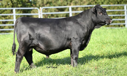 Angus Semen For Sale:  SB10-4873